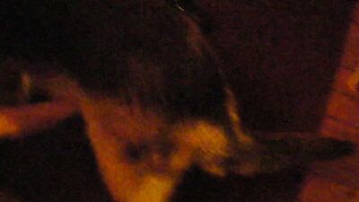 Zoo porno video: dog know and girls porno gallery