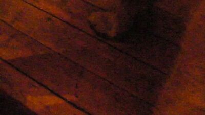 Zoo porn: zoophilia retro