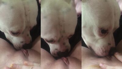 Zoo sex video: 3 girls and a dog