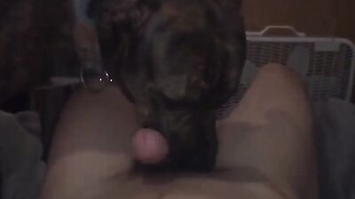 Bestiality manga: zoo porn home teens