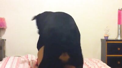 Teen zoo porn: dog horse 3d porn