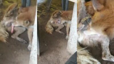 Porn comics bestiality: 3 d zoo sex dog online