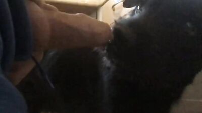 Zoophilia: girl try fuck dog