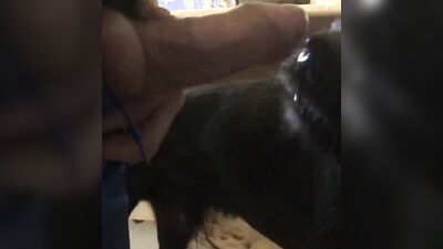 Zoophilia: girl try fuck dog