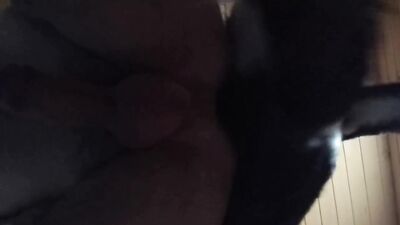 Animal sex: sucking animal porn