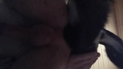 Animal sex: sucking animal porn