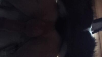 Animal sex: sucking animal porn