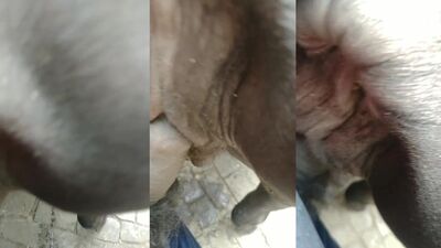 Girl playing dog: teen dog sex webcam