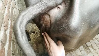Zoo porn: beautiful girls dogs