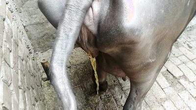 Zoo porn: beautiful girls dogs