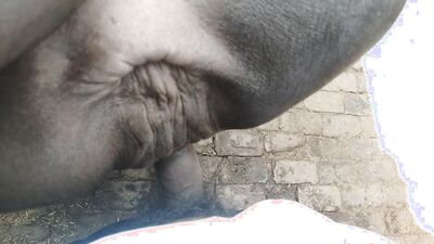 Animal sex video: coco dog porn