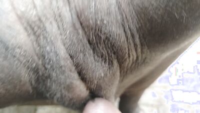 Animal sex video: coco dog porn