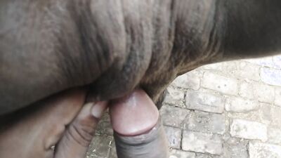 Animal sex video: coco dog porn