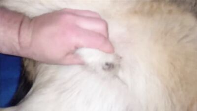 Bestiality hentai manga: 3d animal bestiality