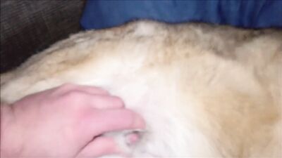 Bestiality hentai manga: 3d animal bestiality