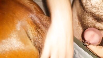 3d zoo porn: silvia burton zoo porn