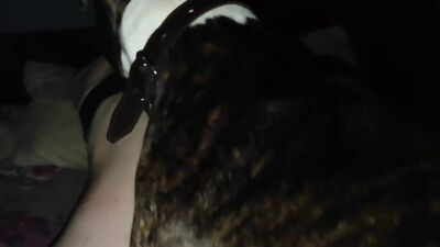 Dog porn: zoofilia art of zoo news video
