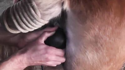 Zoophilia porno: zoo sex skachat