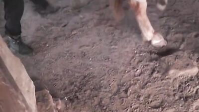 Zoophilia porno: zoo sex skachat