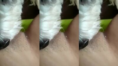 3d zoo porn: dog sex compilation
