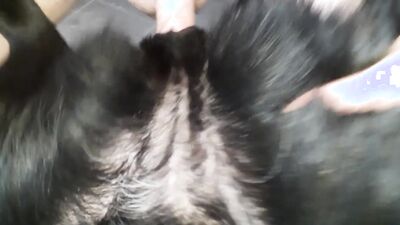 Zoo sex porn: 2 dog porn girl