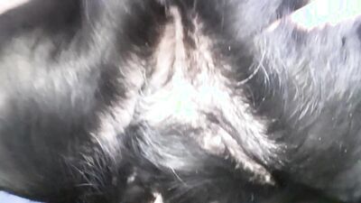 Zoo sex porn: 2 dog porn girl