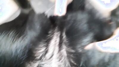 Zoo sex porn: 2 dog porn girl