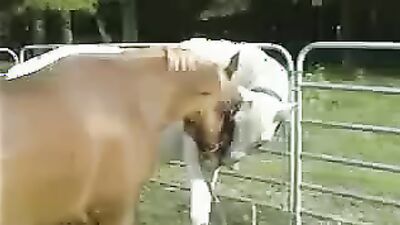 Animal porno: bestiality nsfw games