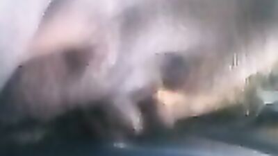Zoo sex porno: house dog porn