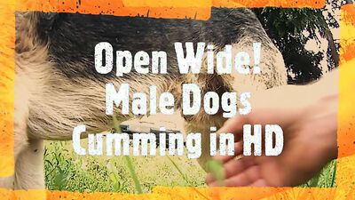 Dog girl porn: xxx game animals porn