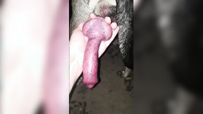 Dog girl porn: xxx game animals porn