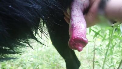 Dog girl porn: xxx game animals porn