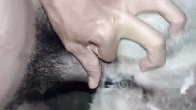 Dogs having sex: porn dog tickzoo