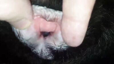 Dogs having sex: porn dog tickzoo