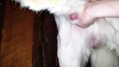 3d dog sex: zoo cam porn