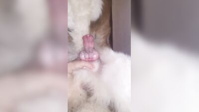 3d dog sex: zoo cam porn