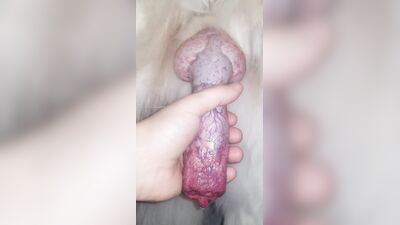 3d dog sex: zoo cam porn