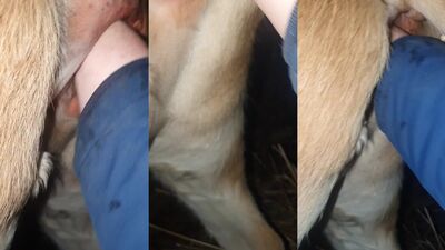Zoo dog sex: porn bestiality animation