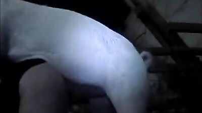 Bestiality porn: jav dog porn