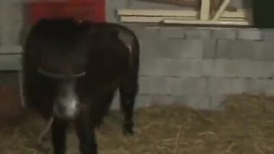 Zoo dog porn: wara 109 hot dogs vintage porn
