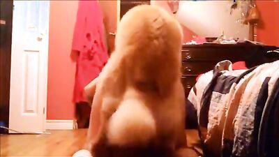 Girl having dog: zoo sex man gay