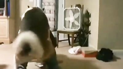 Animal sex porn: dog x girl porno