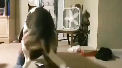 Animal sex porn: dog x girl porno