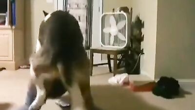 Animal sex porn: dog x girl porno