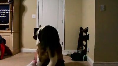Dog get girl: bestiality sex stories