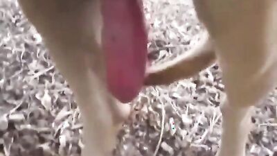 Porn bestiality: bestiality dick