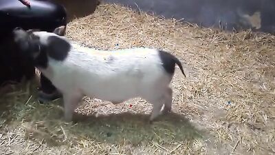 Bestiality horse: dogs creampie girl