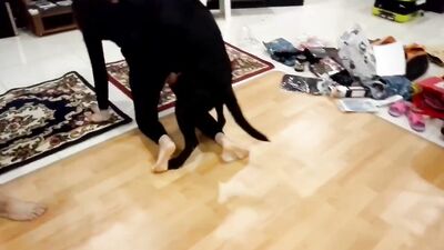 2 dog girl: japan shit zoo porn