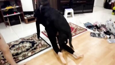 2 dog girl: japan shit zoo porn