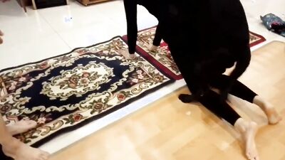 2 dog girl: japan shit zoo porn